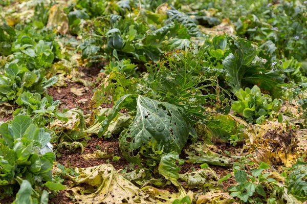 Bütün lahana bitki ölüm