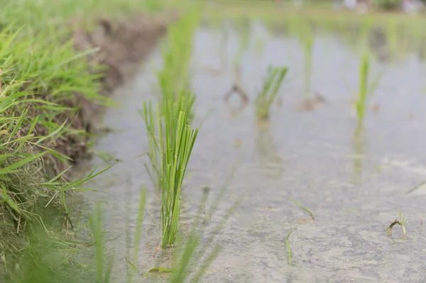 pirinç alan büyümeye hazır