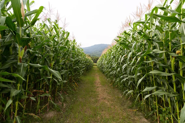 Mısır çiftlik kırsal kesimde 
