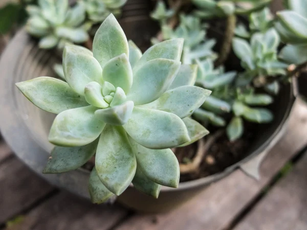 Açık Garden tencerede küçük kaktüsler