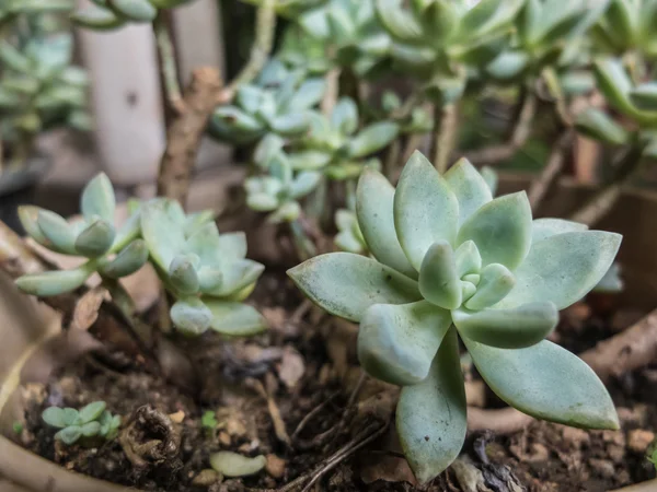 Petits cactus dans le pot au jardin extérieur — Photo