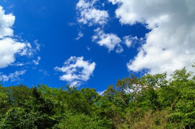 2/3 gökyüzü ve ağaç 
