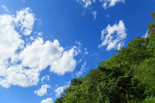 Cielo y árbol — Foto de Stock