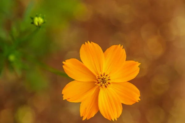 Kleine orangefarbene Blüte — Stockfoto