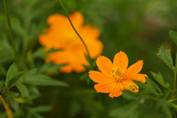 Помаранчева квітка на боковині — стокове фото