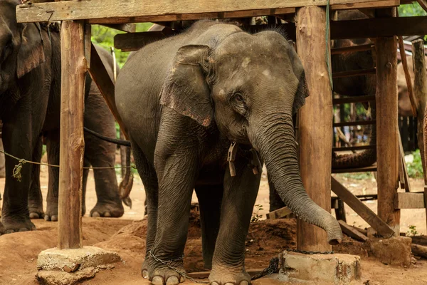 bebek fil fil tur villaeg üzerinden