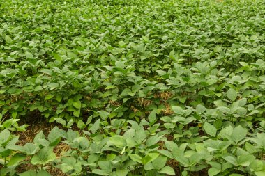 tepenin farmin oganic