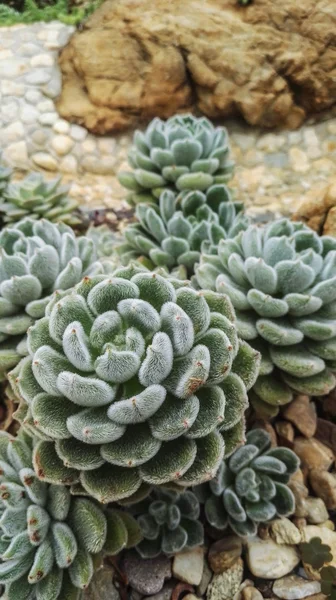 Détail et texture de nombreux cactus — Photo
