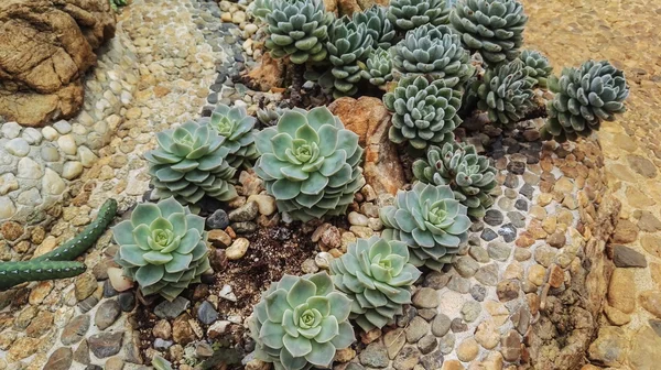 Petits cactus avec des pierres dans le jardin — Photo