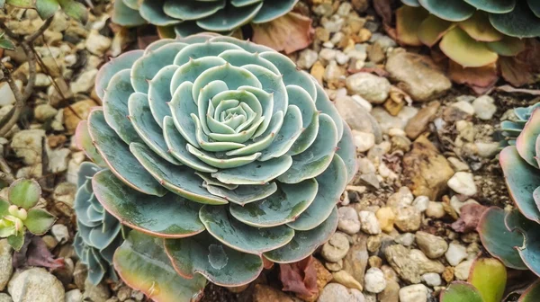 Détail de gros cactus avec des pierres — Photo