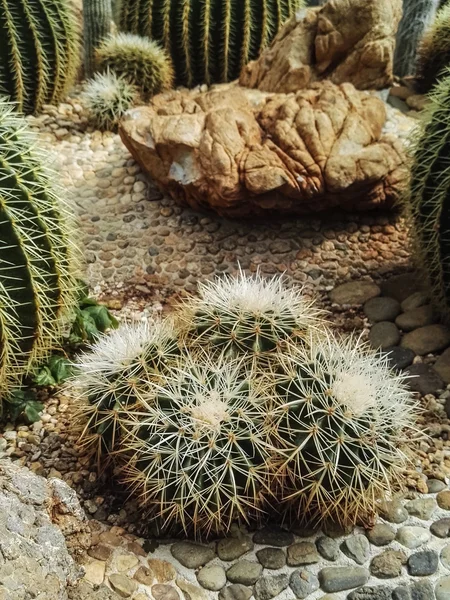 Petits cactus dans le pot au jardin extérieur — Photo