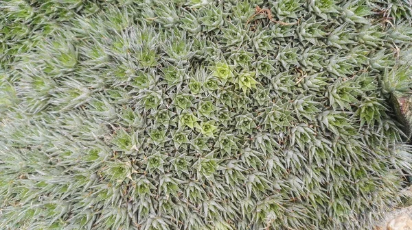 A lot of little tinny cactus in the garden — Stock Photo, Image