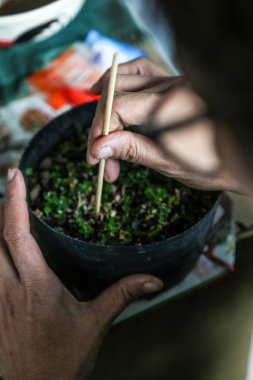 birisi küçük bonsais büyüyen