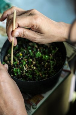 birisi küçük bonsais büyüyen