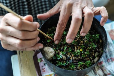 birisi küçük bonsais büyüyen