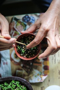 birisi küçük bonsais büyüyen