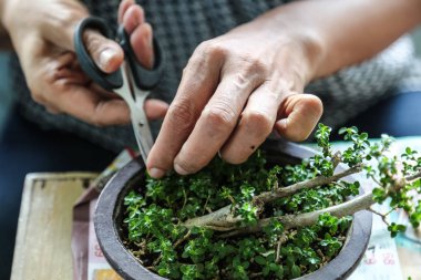 birisi küçük bonsais büyüyen