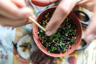 birisi küçük bonsais büyüyen