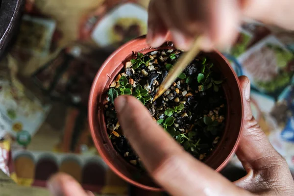 birisi küçük bonsais büyüyen