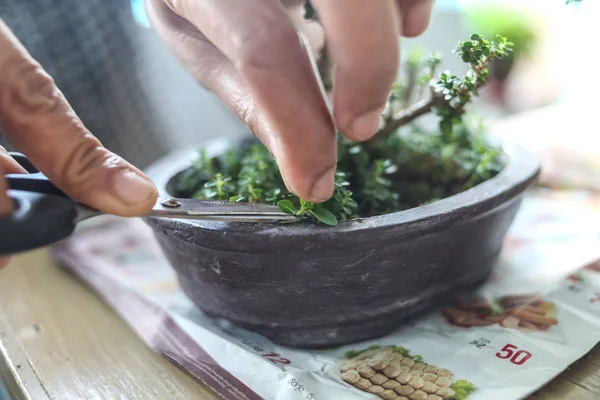 birisi küçük bonsais büyüyen