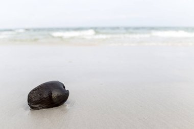 Beach eski Hindistan cevizi  