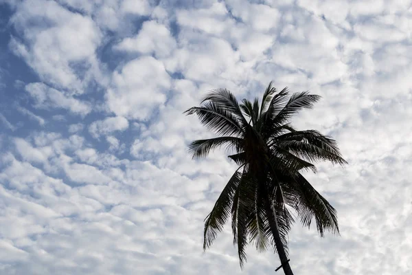 Силуэт кокосового дерева и голубого неба — стоковое фото