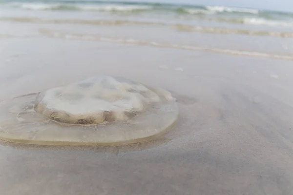 Ölüm jöle balık sahilde 