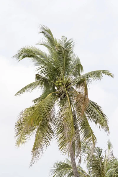 Кокосовое дерево на пляже на заднем плане — стоковое фото