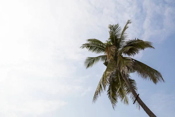 Кокосовое дерево с колючим небом и всплыл — стоковое фото