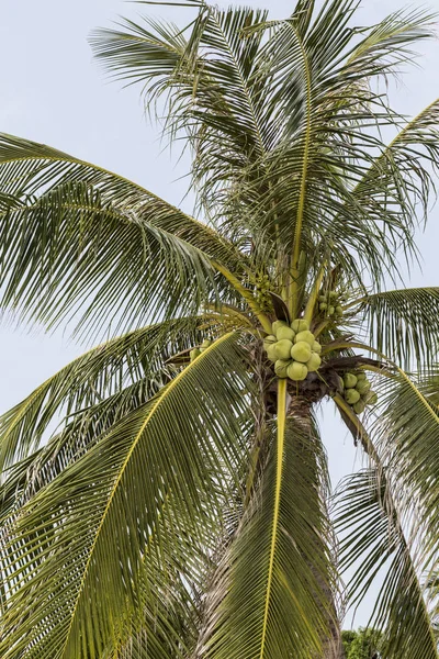 Kępa kokosowe na drzewo kokosowe. — Zdjęcie stockowe