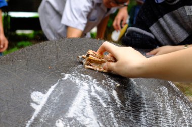 fil deri kabuğu tarafından ameliyata '' s ağaç. 