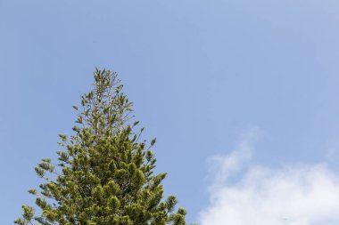 Cedar Crest mavi gökyüzü ile tepede.