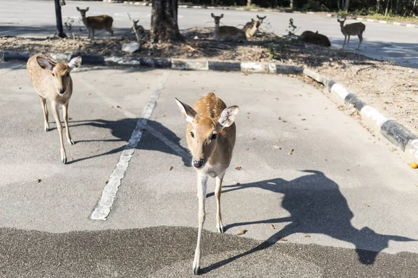 Gyönyörű Buck a parkolóban az állatkert Chiangmai, Thaiföld — Stock Fotó