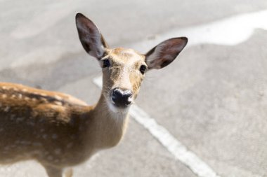 Chiangmai, Tayland Hayvanat Bahçesi otoparkı güzel Buck 