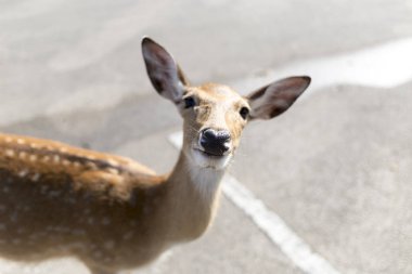Chiangmai, Tayland Hayvanat Bahçesi otoparkı güzel Buck 