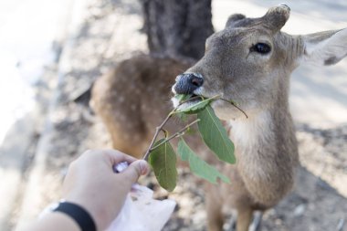 güzel buck ile kesme boynuz vetgetable, yemek çimen veya fr yaprak