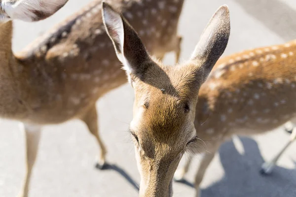 Gyönyörű Buck a parkolóban az állatkert Chiangmai, Thaiföld — Stock Fotó