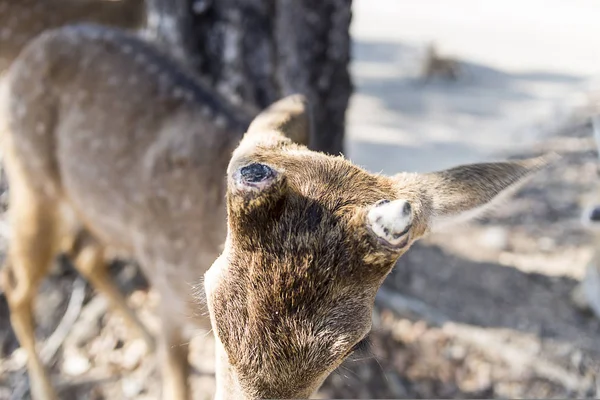 Gyönyörű Buck a parkolóban az állatkert Chiangmai, Thaiföld — Stock Fotó