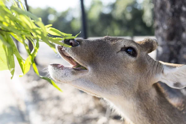 Schöner Bock mit geschnittenem Horn, der Vegetable, Gras oder Blatt frisst — Stockfoto