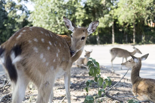 Bellissimo dollaro nel parcheggio dello zoo di Chiangmai, Thailandia — Foto Stock