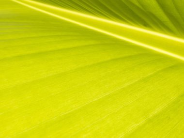 Yeşil doğa arkaplanı 