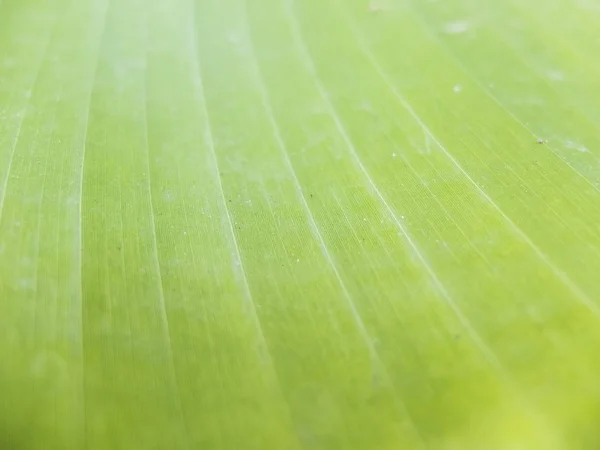 Yeşil doğa arkaplanı 