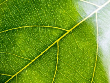 Yeşil doğa arkaplanı 