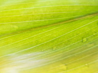 Yeşil doğa arkaplanı 