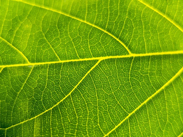 Hintergrund der grünen Natur — Stockfoto