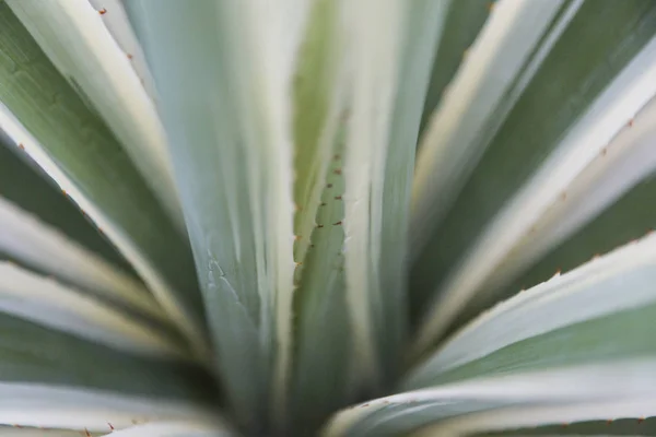 Extrait naturel vert de cactus d'aloès — Photo