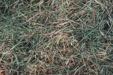 otlak doğa arka plan