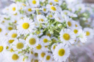 Küçük beyaz cosmo çiçekler bouque