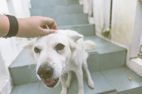 Genç adam peting kafasını mutlu yüz ile dokunarak onun köpek