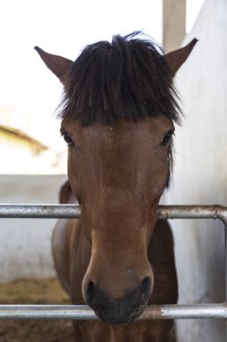 küçük kahverengi at kamera bakıyor